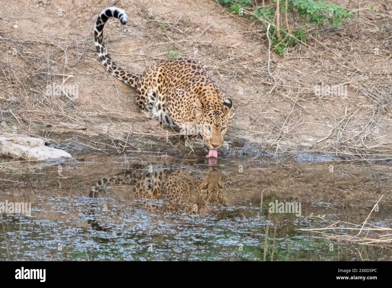 Indian leopard (Panthera pardus fusca) at a watering hole at Jhalana ...