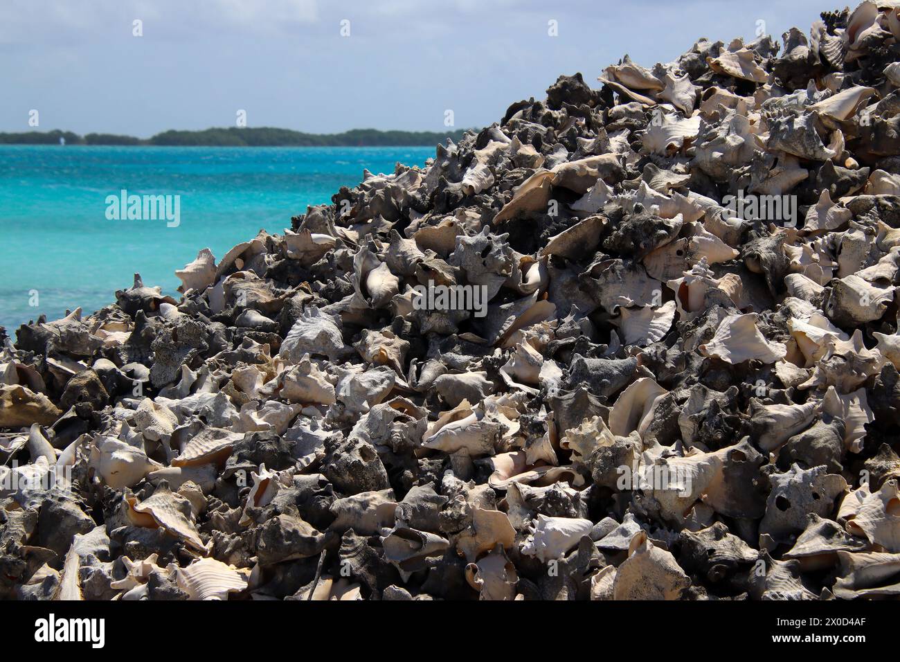 Piles of thousands of empty Queen Conch shells (Aliger gigas) at Lac Cai, protected in Bonaire since 1985, Caribbean Netherlands Stock Photo