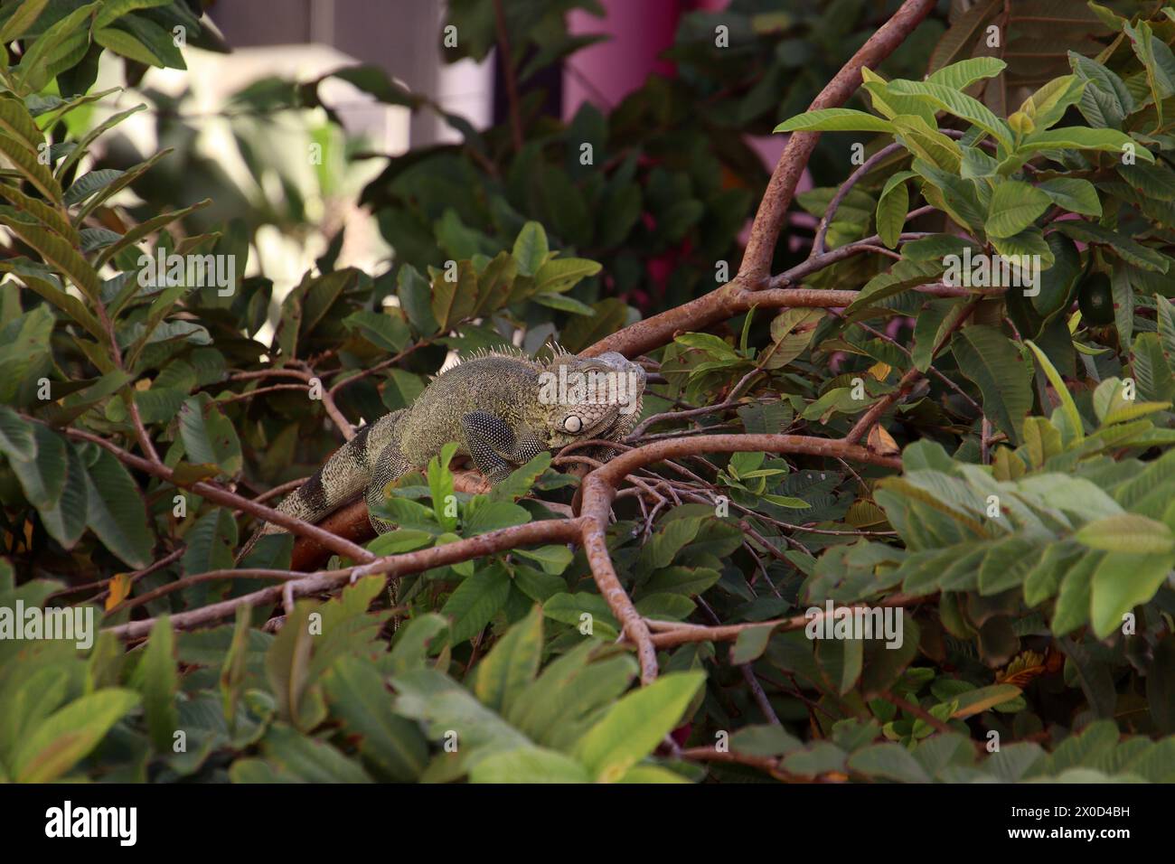 Green iguana (Iguana iguana) in a tree on Bonaire Island, Caribbean Netherlands Stock Photo