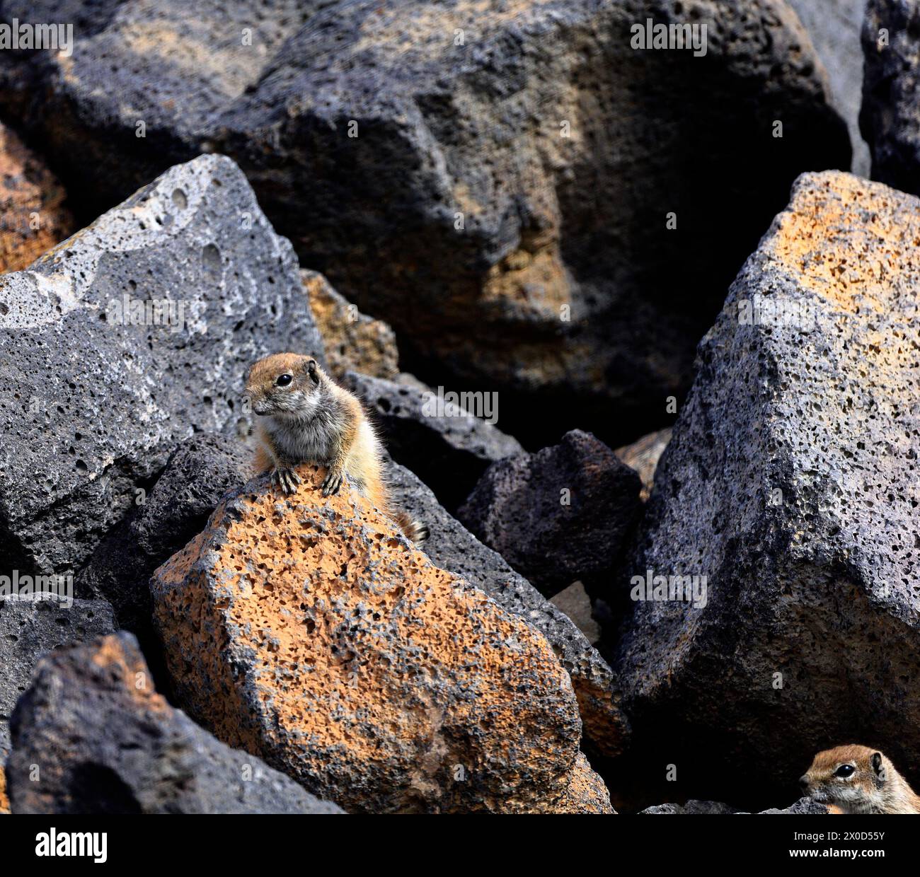 Febary Rocks Barbary Ground Squirrels (Atlantoxerus getulus) amongst volcanic rocks ...