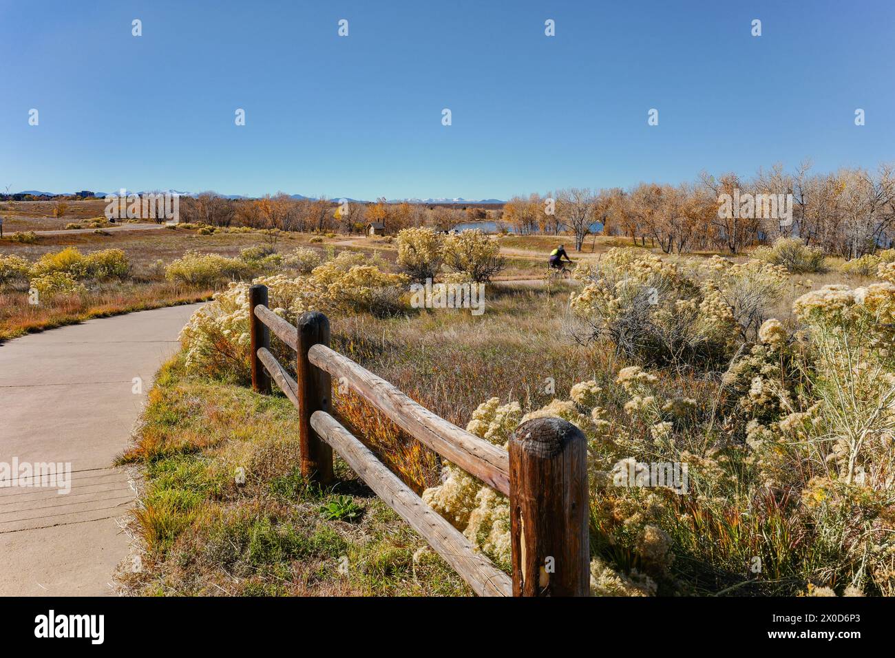The natural habitat around Cherry Creek State Park in Colorado in the Fall with Rabbitbrush bushes and other vegetation in the landscape by a trail. Stock Photo