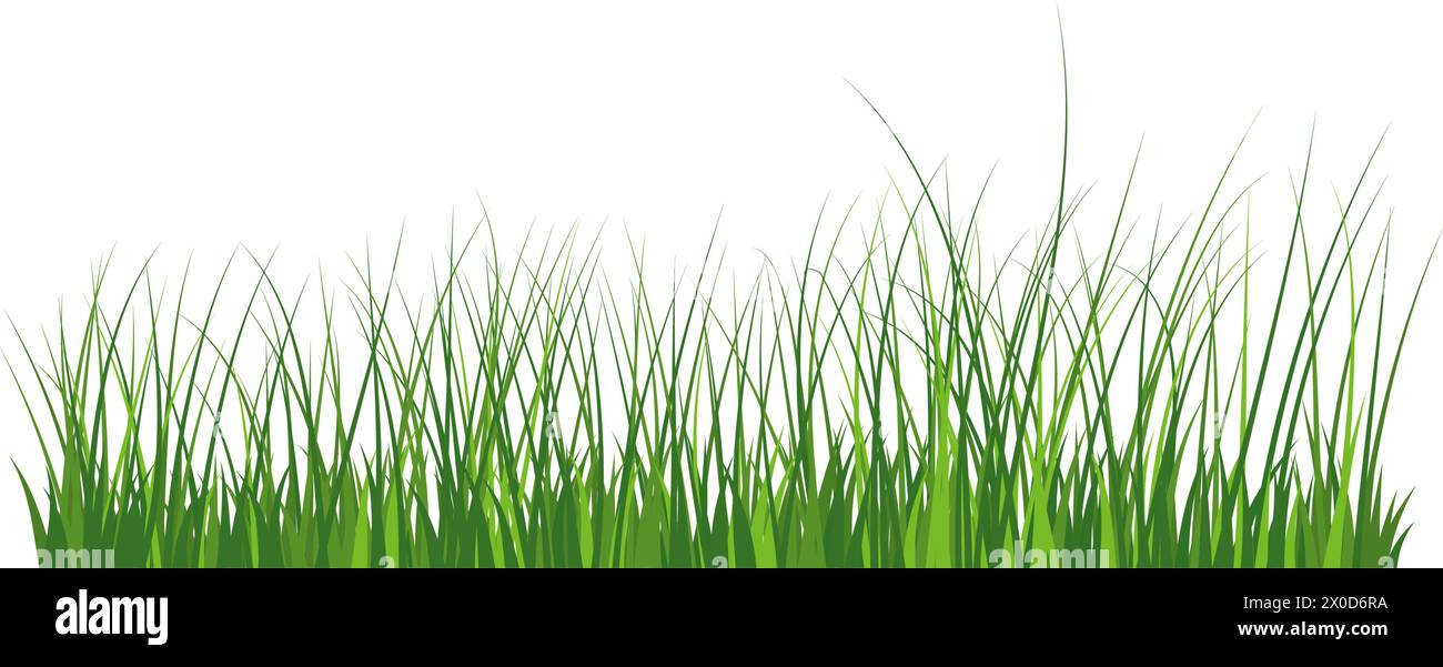 Green grass border. High green fresh grass isolated illustration. Stock Vector