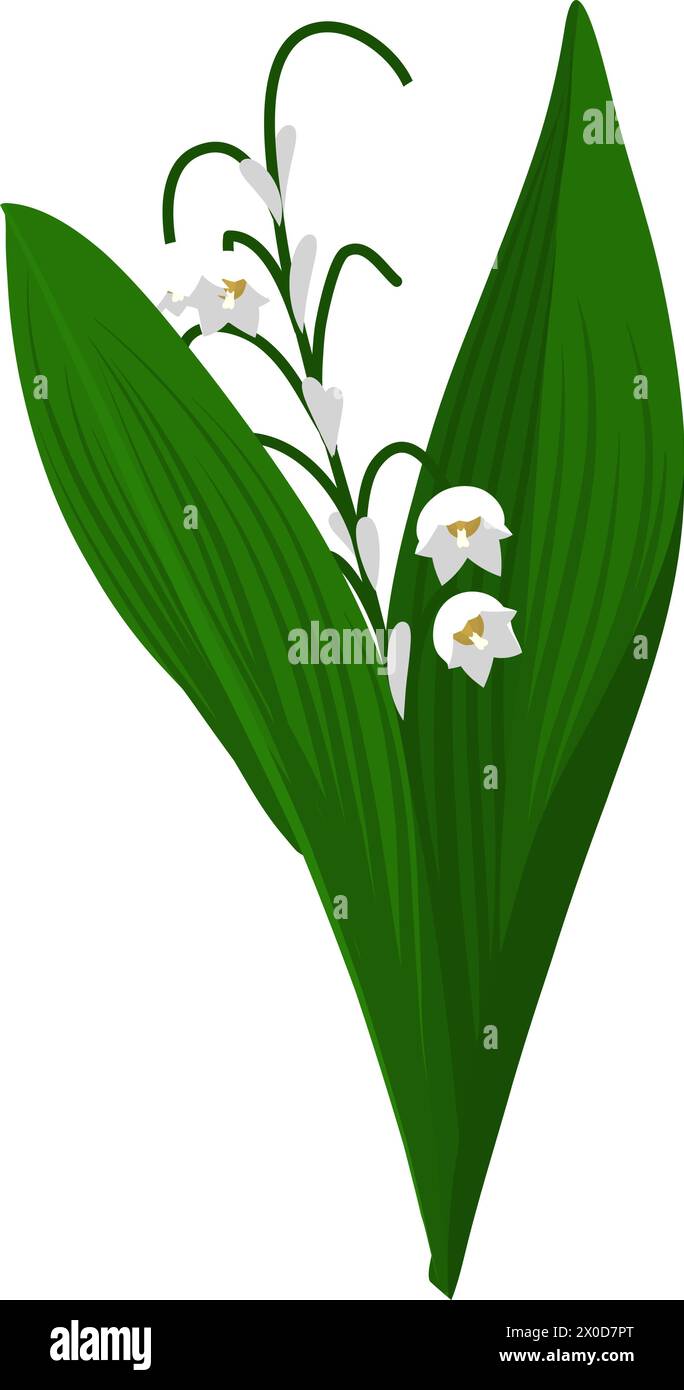 Lily of valley flower. Beautiful flower for making summer and spring meadow  designs. Vector illustration. Stock Vector