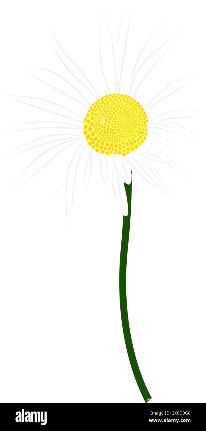 Meadow chamomile flower. Beautiful flower for making summer and spring meadow  designs. Vector illustration. Stock Vector