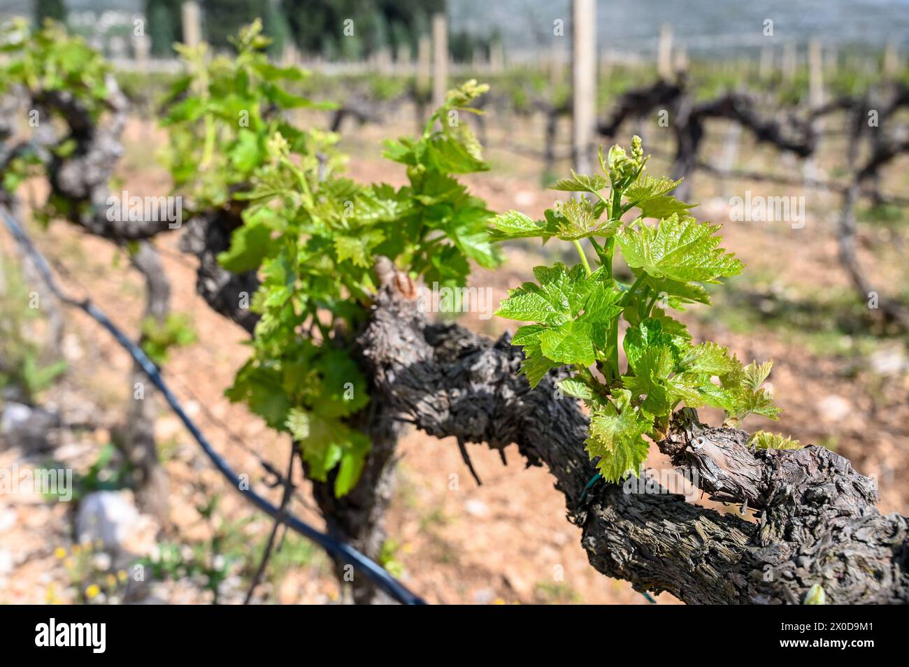 Young green leaves on a vine in a vineyard. Close-up of vine leaves in spring. Grape vines in a row. Stock Photo