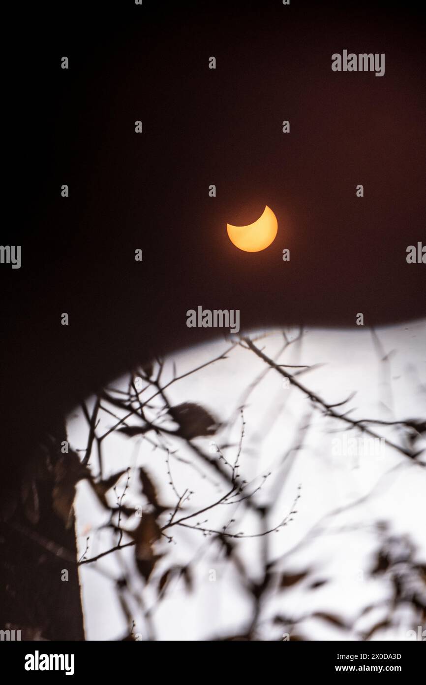 April 2024 solar eclipse seen in a forest in Indiana, USA Stock Photo