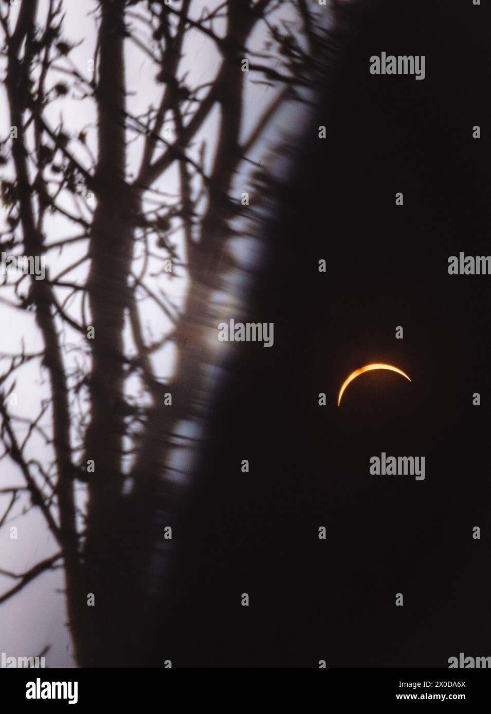 April 2024 solar eclipse seen in a forest in Indiana, USA Stock Photo