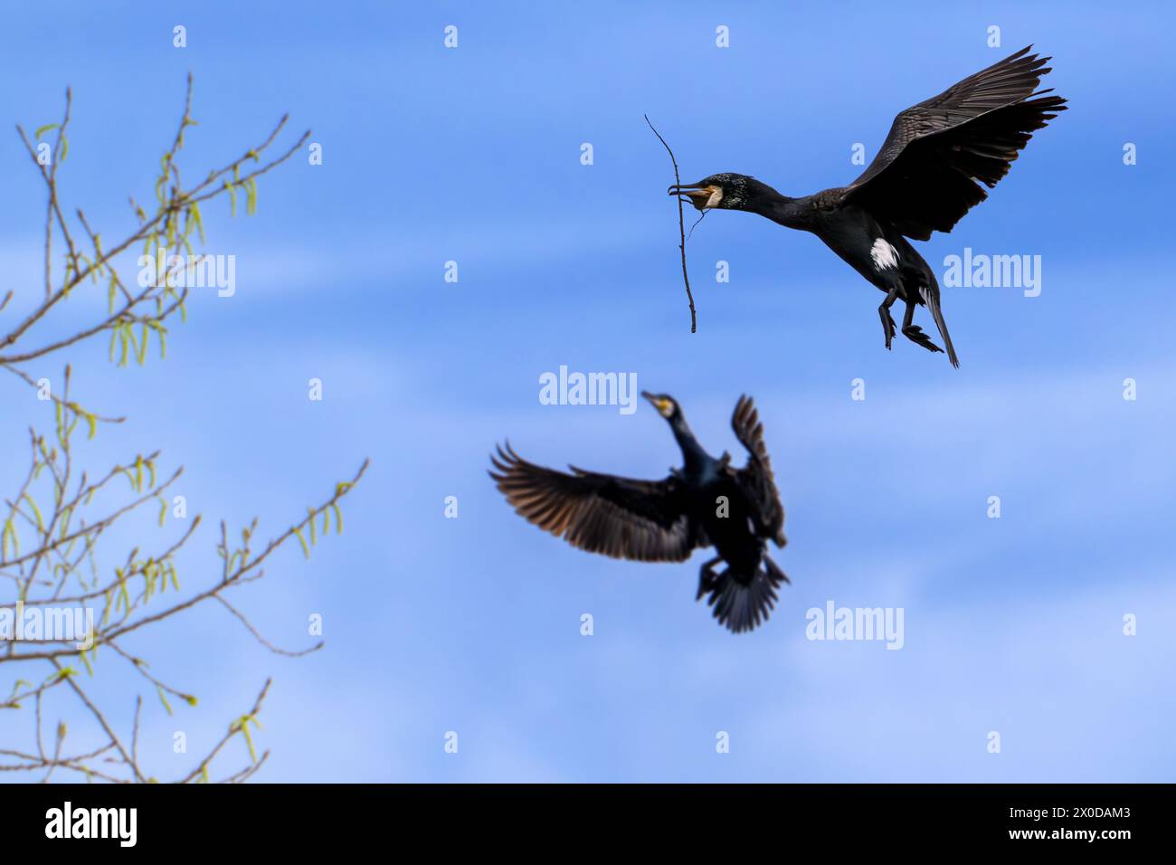Great cormorant (Phalacrocorax carbo) in flight with twig in beak for