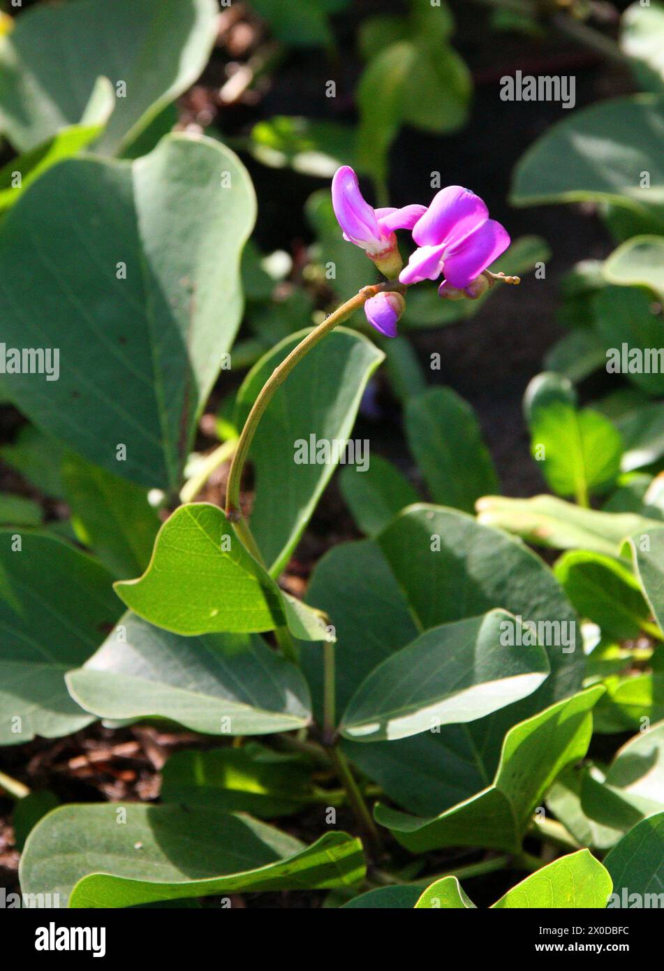 Seaside Bean or Bay Bean, Canavalia rosea, Fabaceae. Costa Rica. Stock Photo