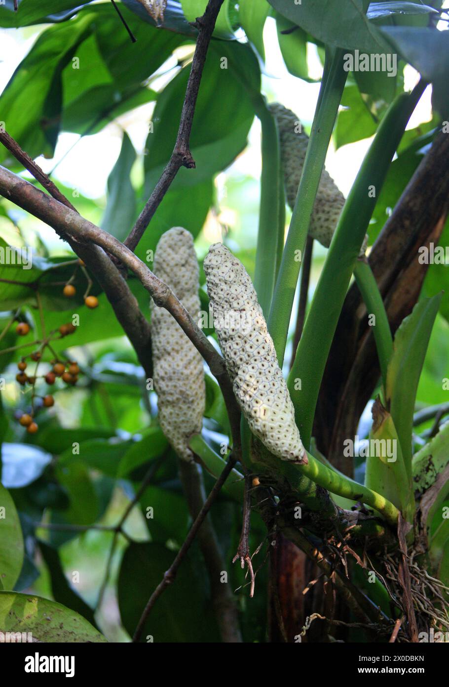 Adanson's Monstera or Five Holes plant, Monstera adansonii, Araceae. Tortuguero, Costa Rica. Stock Photo