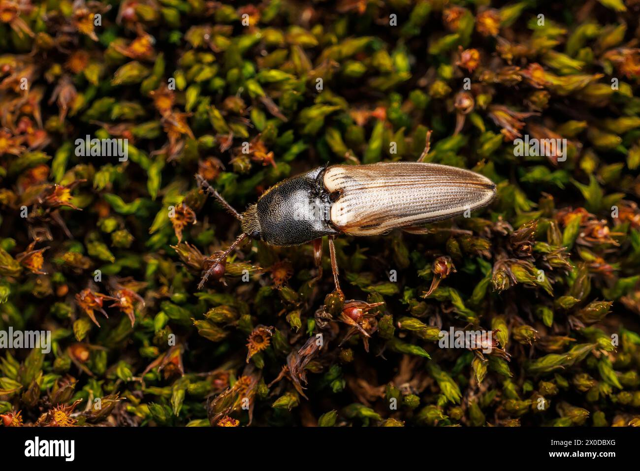 Click Beetle (Ampedus nigricollis) Stock Photo
