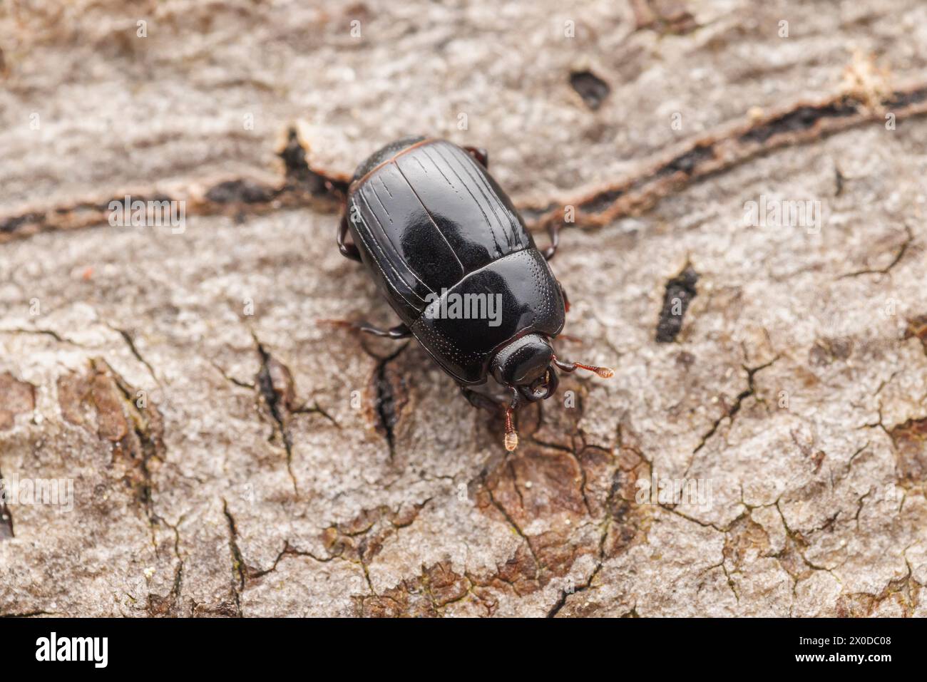 Histerid Beetle (Platysoma sp.) Stock Photo