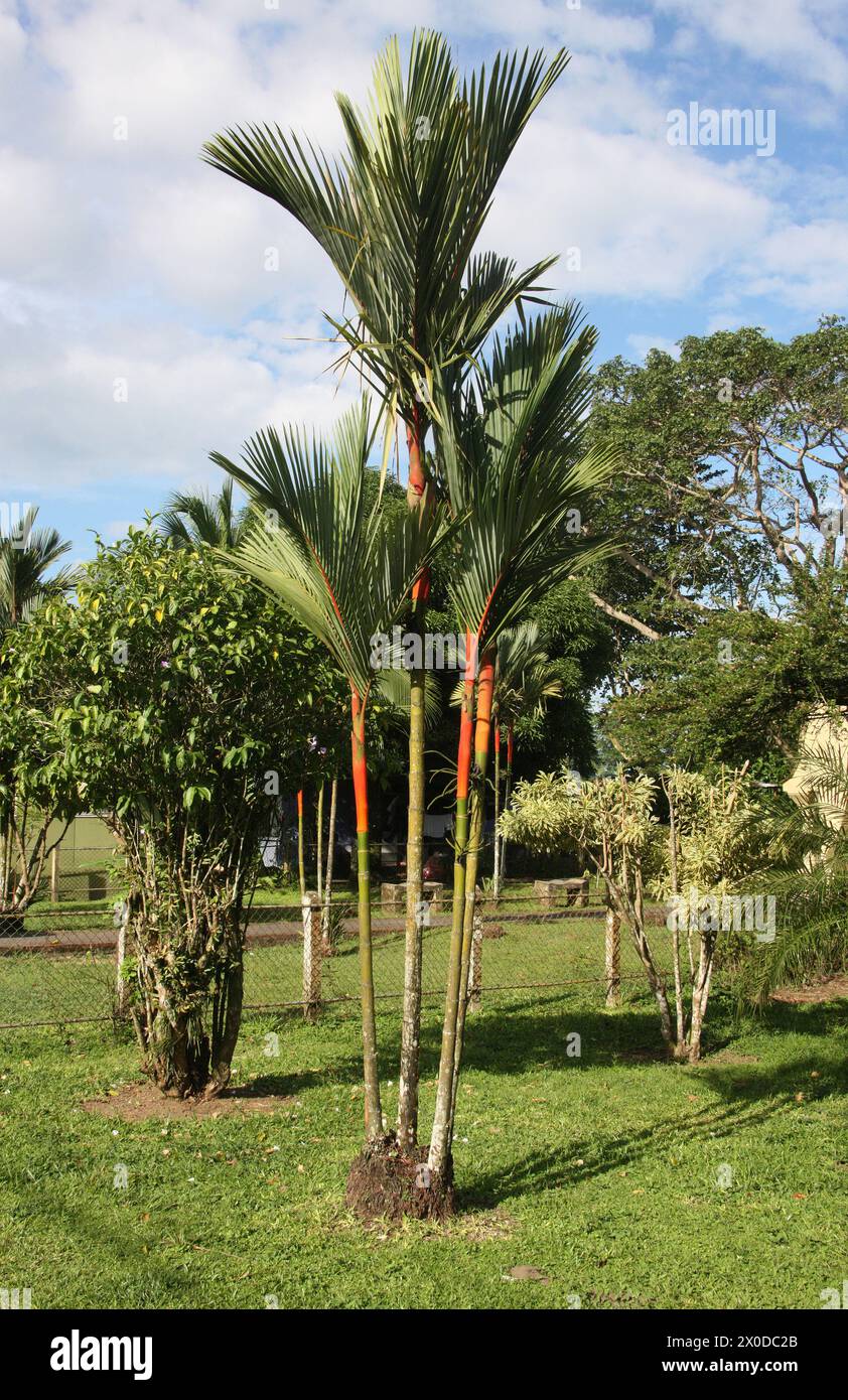 Red Sealing Wax Palm aka Lipstick Palm or Rajah Palm, Cyrtostachys renda, Arecaceae, Palmae. Tortuguero, Costa Rica. Stock Photo
