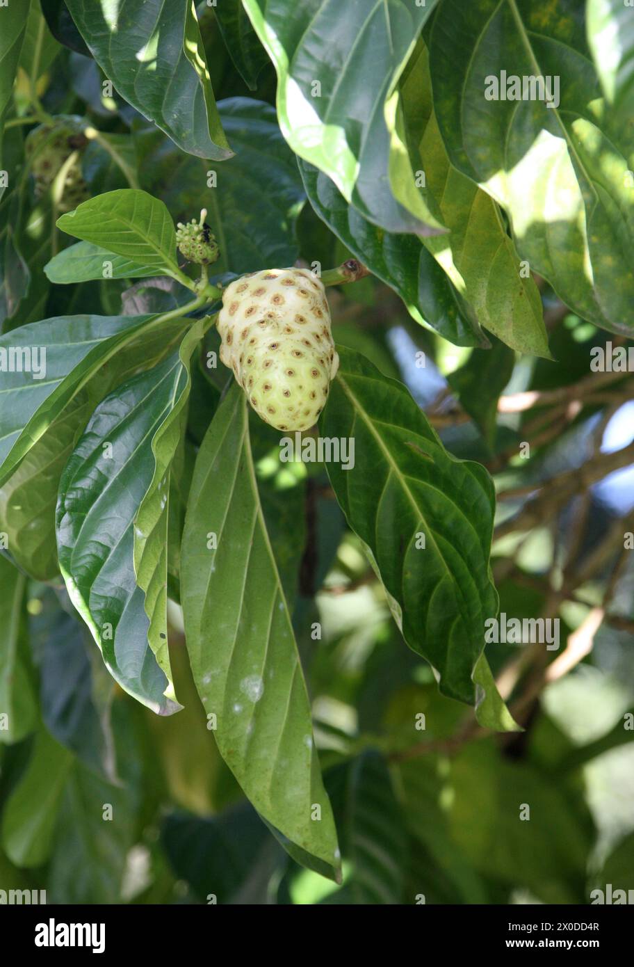 Great Morinda,Tahitian Noni or Indian Mulberry, Morinda citrifolia, Rubiaceae. Tortuguero, Costa Rica. Native to South-east Asia. Stock Photo