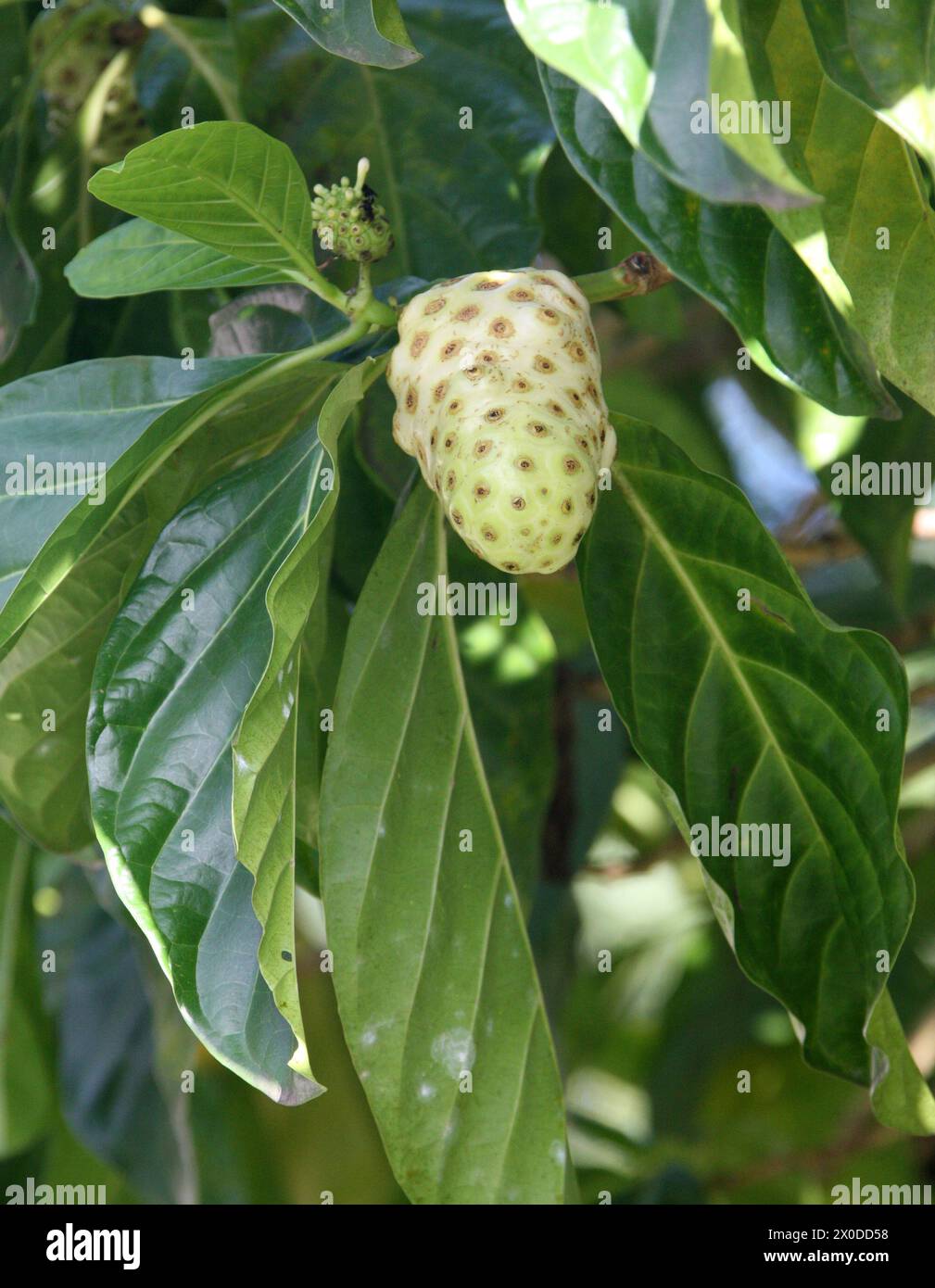 Great Morinda,Tahitian Noni or Indian Mulberry, Morinda citrifolia, Rubiaceae. Tortuguero, Costa Rica. Native to South-east Asia. Stock Photo