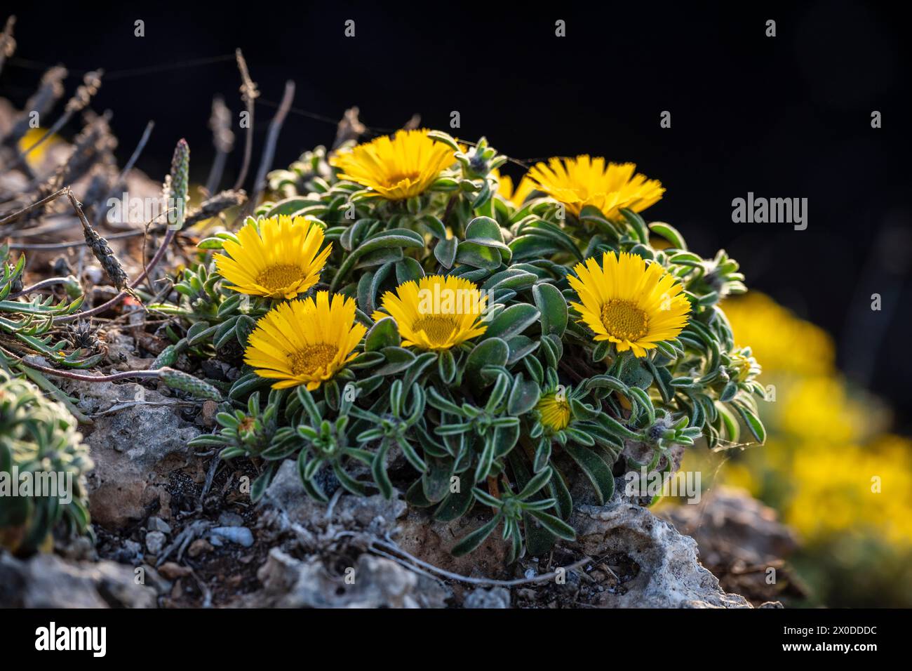 pallenis maritima (L.) Greuter, 1997, yellow flower on the coast, Cala Rafalino, Manacor, Mallorca, Balearic Islands, Spain Stock Photo