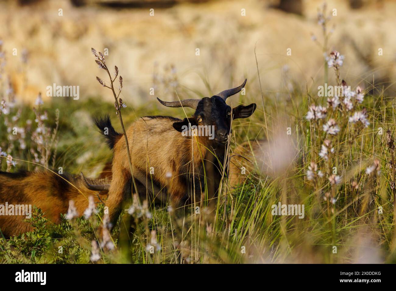 Majorcan goat, Cala Pilota, Manacor, Mallorca, Balearic Islands, Spain Stock Photo