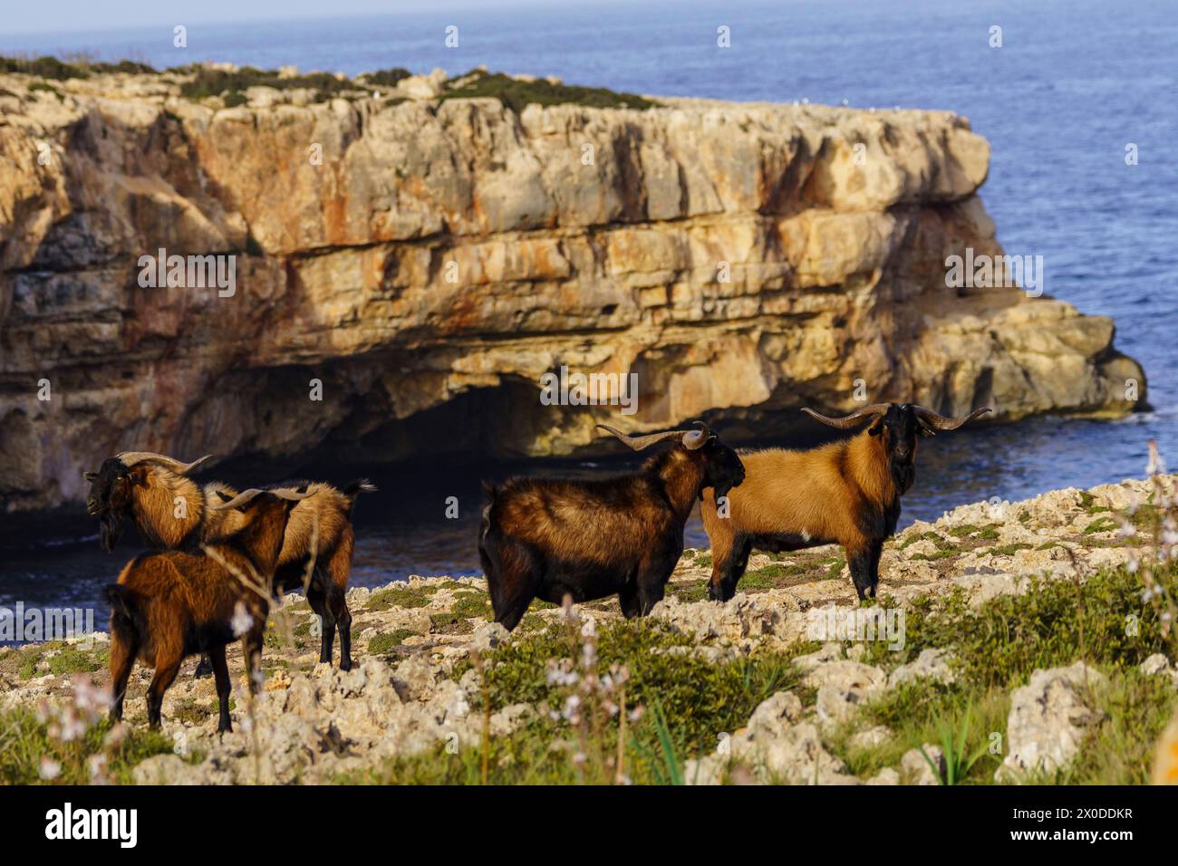 Majorcan goat, Cala Pilota, Manacor, Mallorca, Balearic Islands, Spain Stock Photo