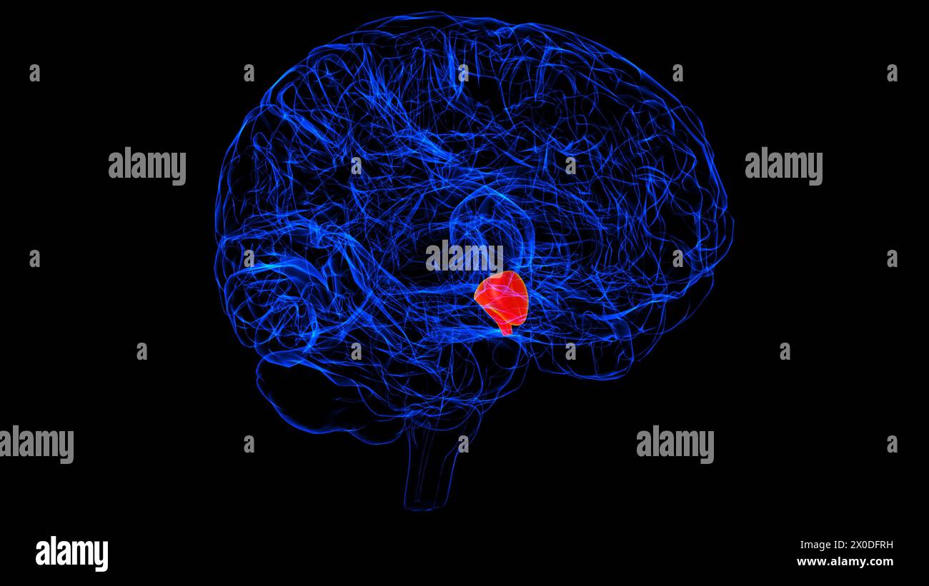 Brain Hypothalamus Anatomy For Medical Concept 3D illustration Stock ...