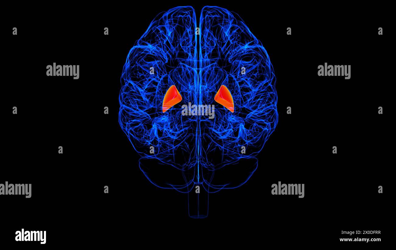 Brain globus pallidus Anatomy For Medical Concept 3D illustration Stock ...