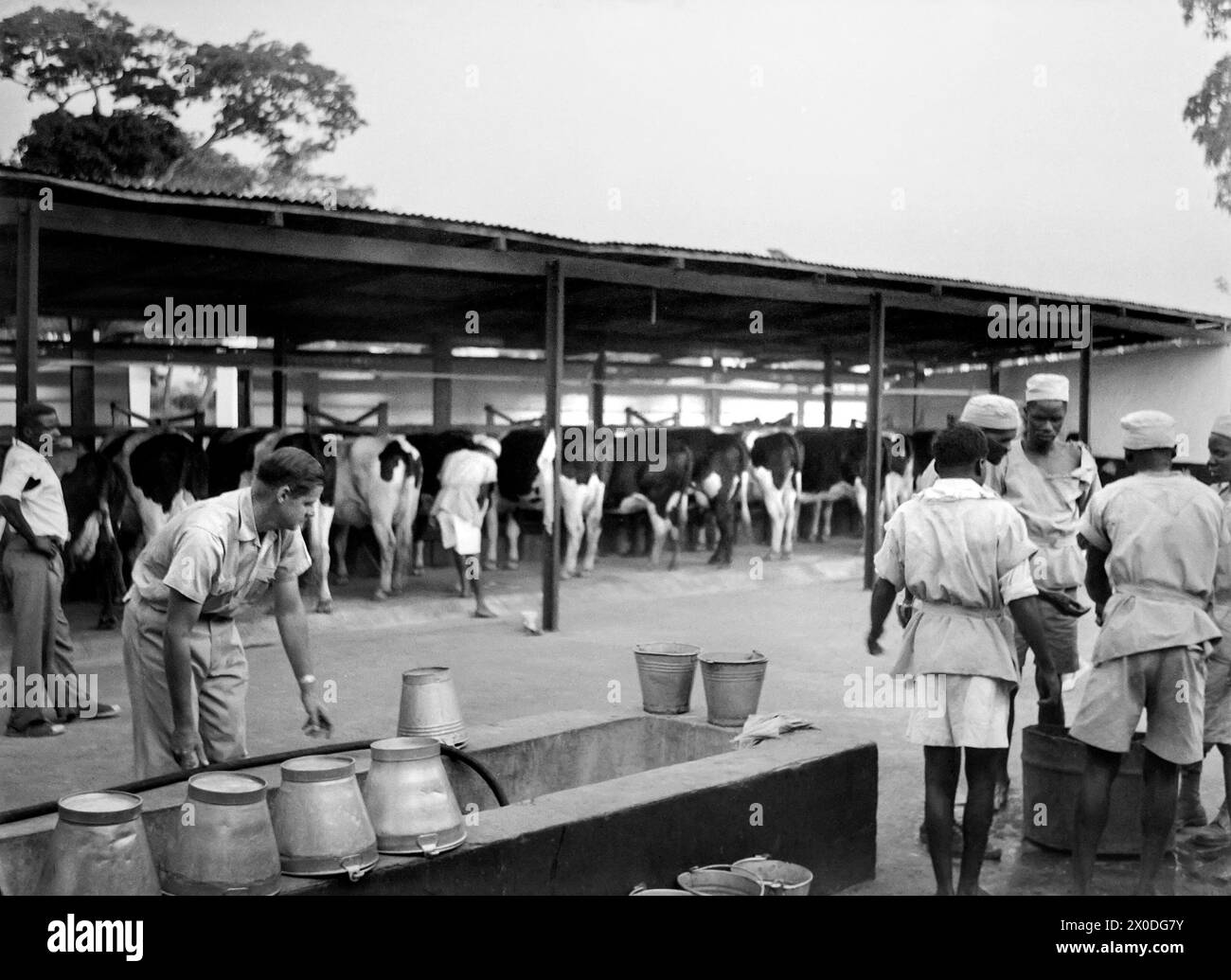 Cattle rhodesia Black and White Stock Photos & Images Alamy