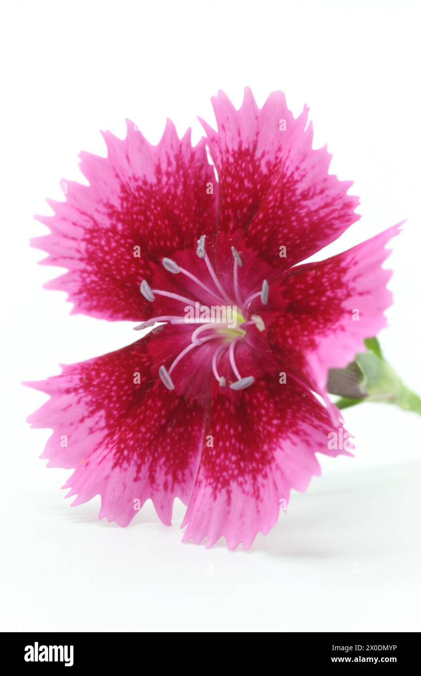 Closeup of Dianthus China Pink flower on white background Stock Photo