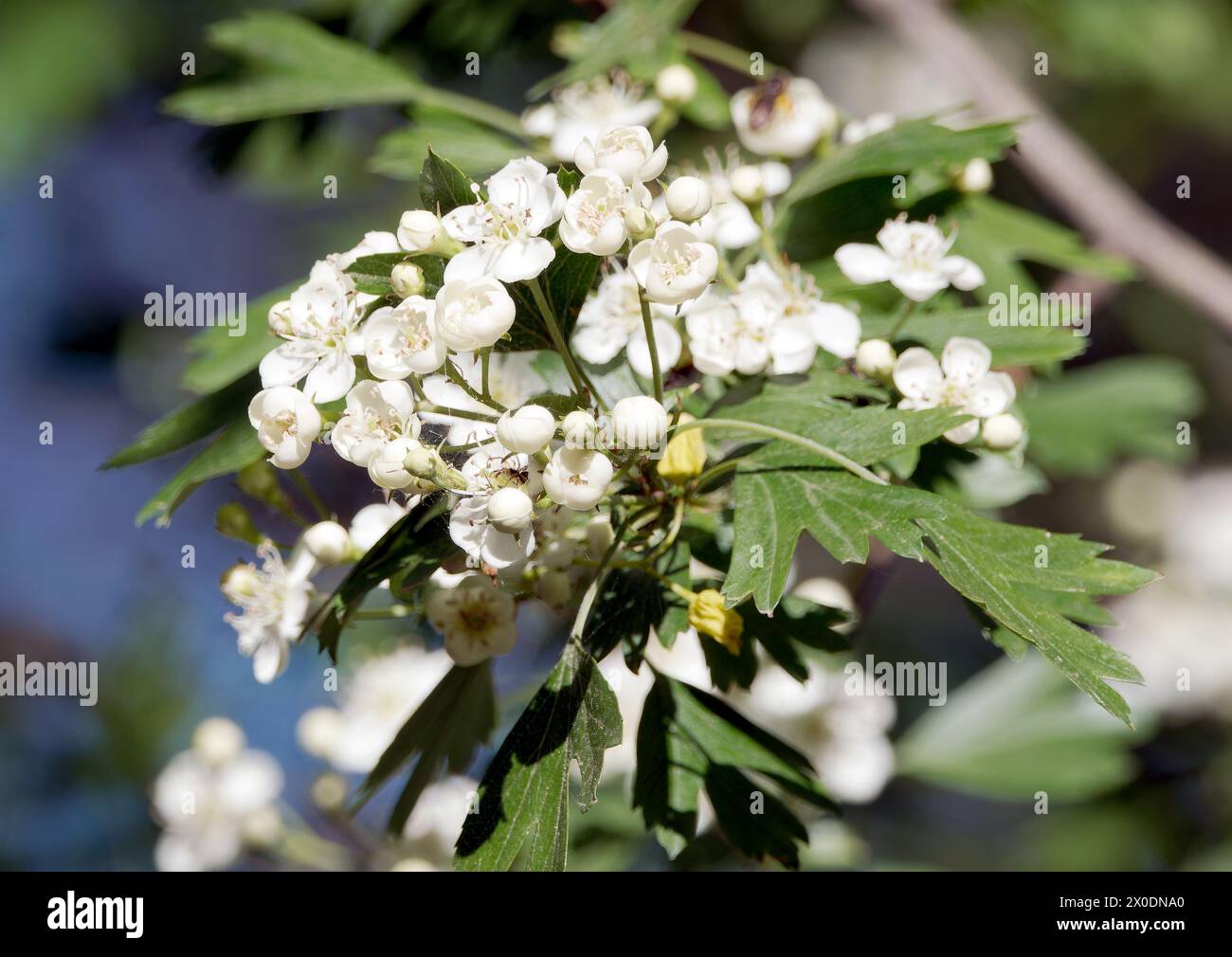 common hawthorn, oneseed hawthorn, single-seeded hawthorn, Eingriffeliger Weißdorn, Aubépine monogyne, Crataegus monogyna, egybibés galagonya, Hungary Stock Photo