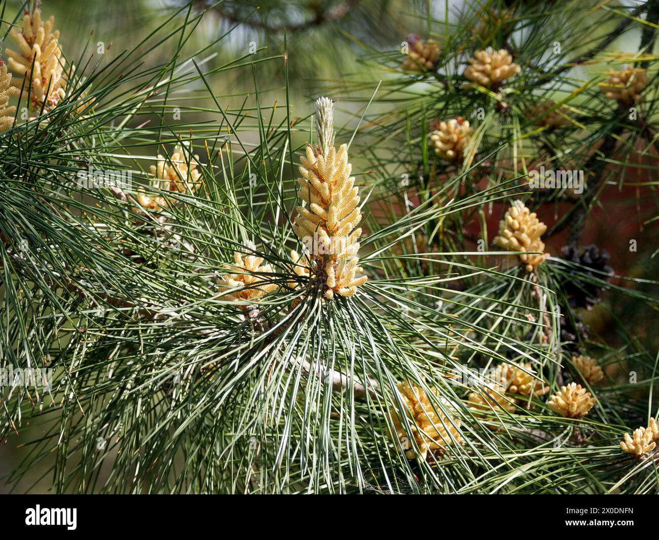 Japanese black pine, Japanische Schwarzkiefer, pin noir du Japon, Pinus thunbergii, japán feketefenyő, Hungary, Magyarország, Europe Stock Photo