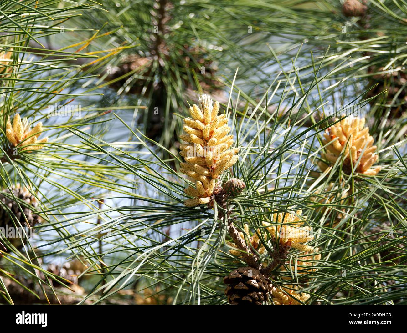 Japanese black pine, Japanische Schwarzkiefer, pin noir du Japon, Pinus thunbergii, japán feketefenyő, Hungary, Magyarország, Europe Stock Photo