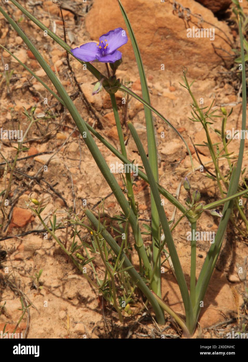 Western Spiderwort (Tradescantia occidentalis) purple wildflower in Zion National Park, Utah Stock Photo