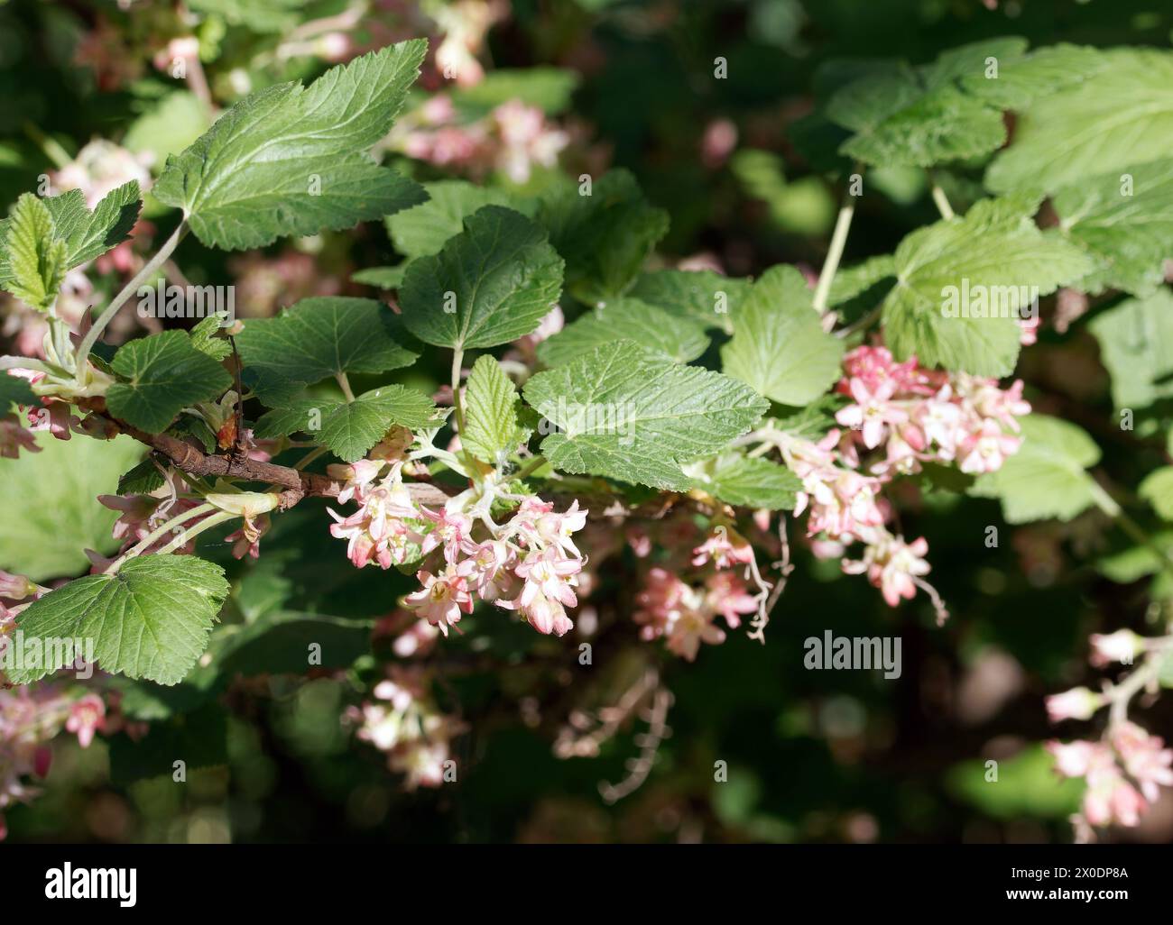 chaparral currant, Chaparral-Johannisbeere, Ribes malvaceum, ribizli, Budapest, Hungary, Magyarország, Europe Stock Photo