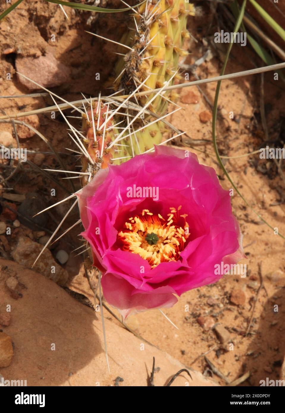 Bright pink wildflower blooming on green cactus in Zion National Park, Utah Stock Photo