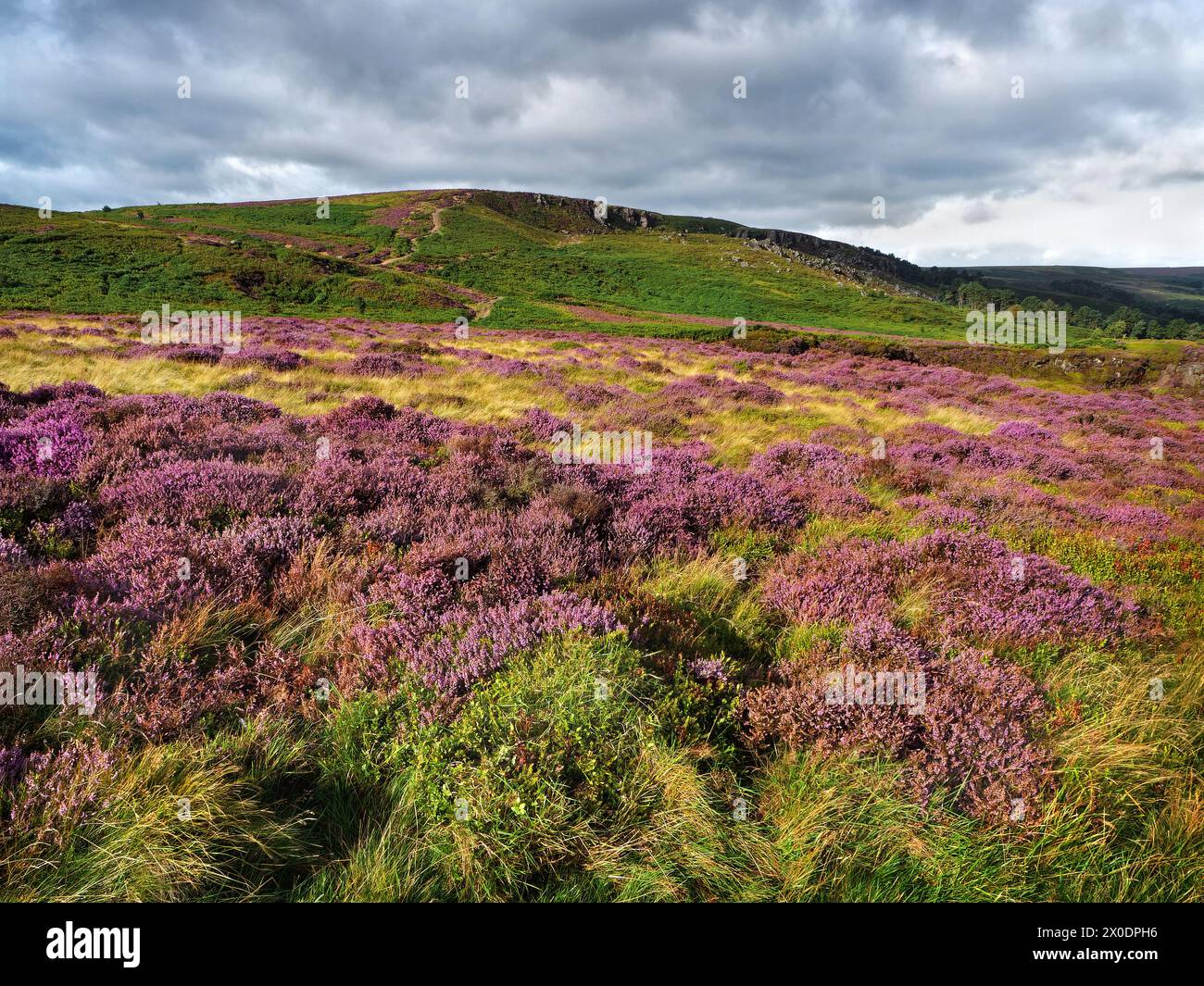 UK, West Yorkshire, Ilkley, Ilkley Moor, Heather Clad Moorland looking towards Ilkley Crags. Stock Photo