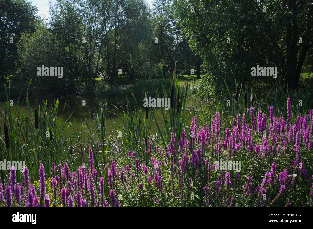 Lilac-colored flowers in the park in summer Stock Photo
