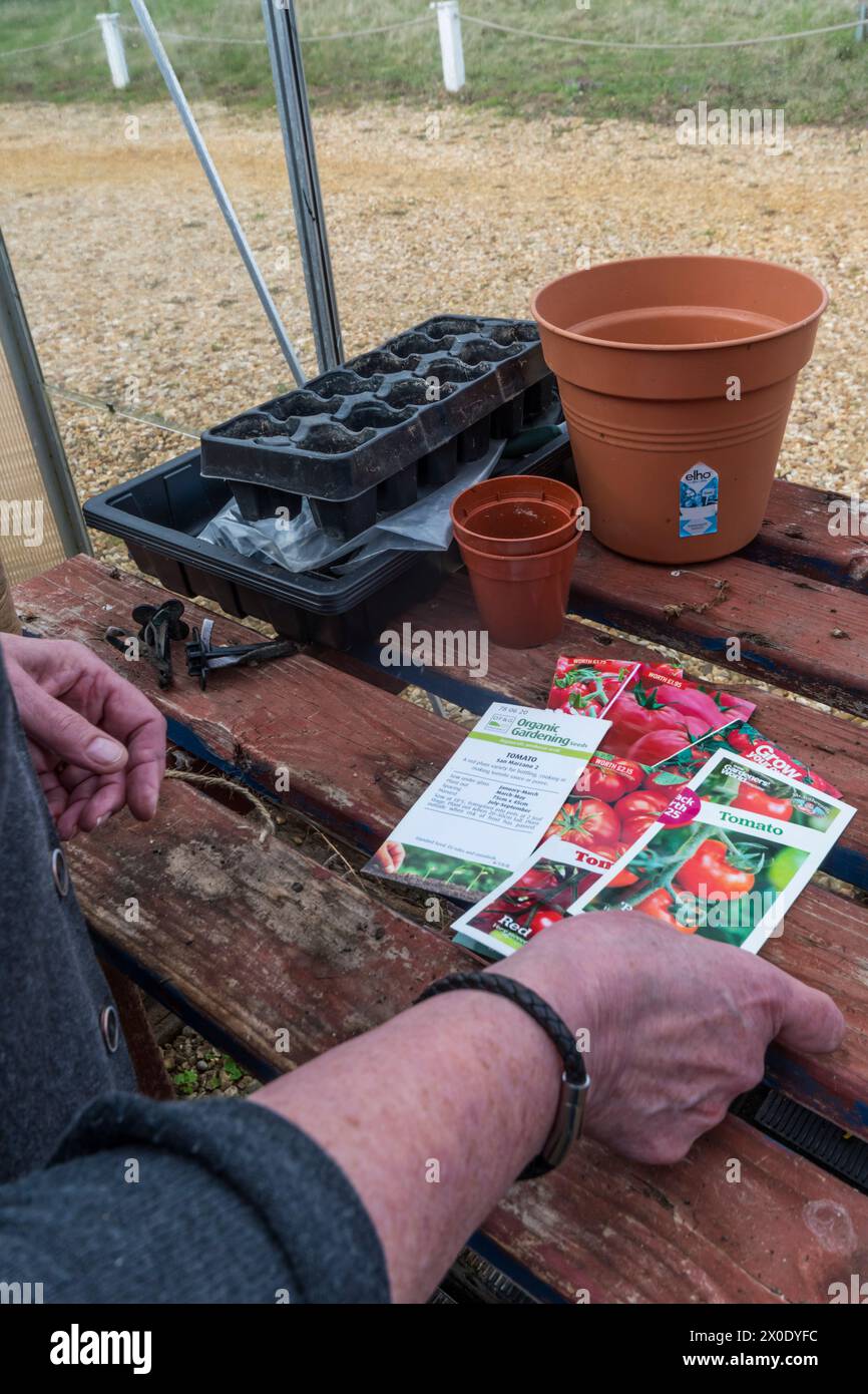Woman sorting packets of tomato seeds on a bench in her greenhouse. Stock Photo