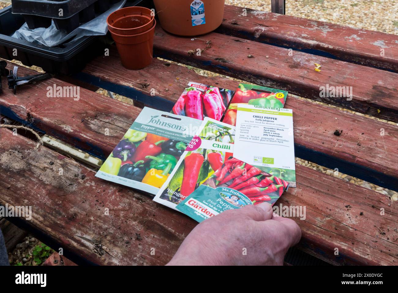 Sorting packets of chilli and pepper seeds on a bench in the greenhouse. Stock Photo