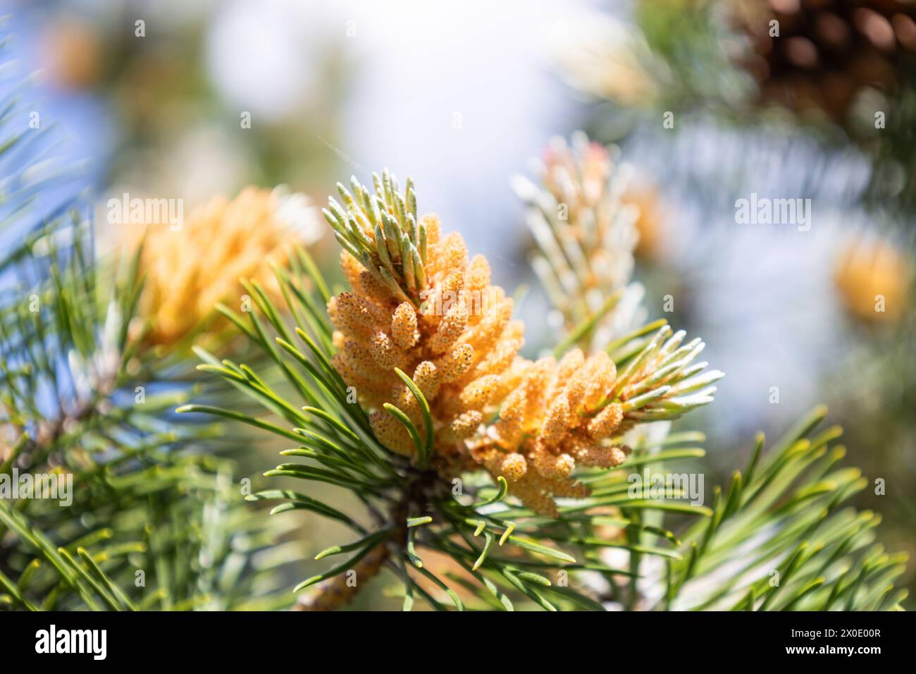 Blossom of Pinus mugo. Male pollen producing strobili. New shoots in spring of dwarf mountain pine. Conifer cone. Yellow cluster pollen-bearing male Stock Photo