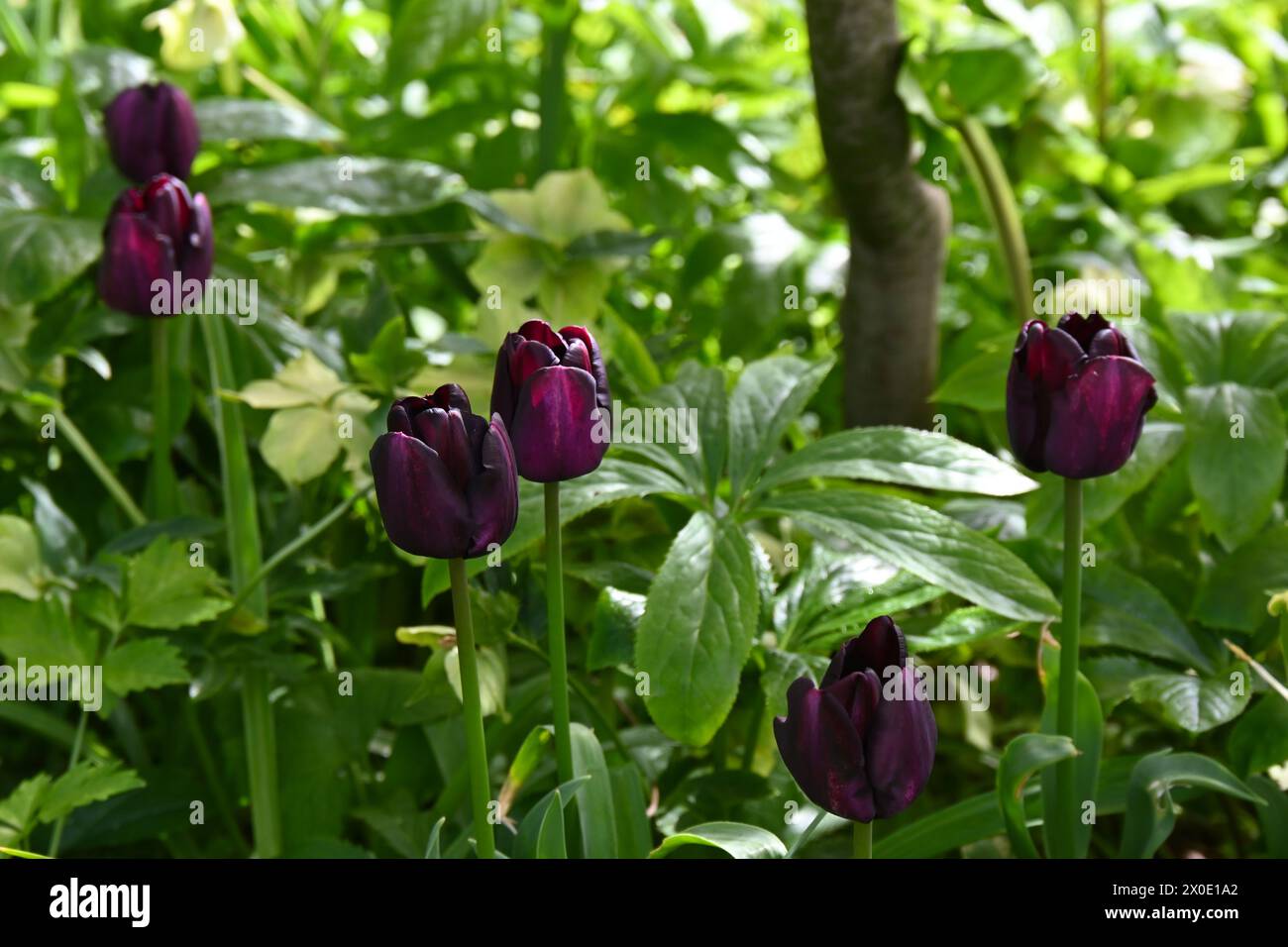 Rich purple, almost black spring flowers of Triumph tulip, tulipa Paul Scherer in UK garden April Stock Photo