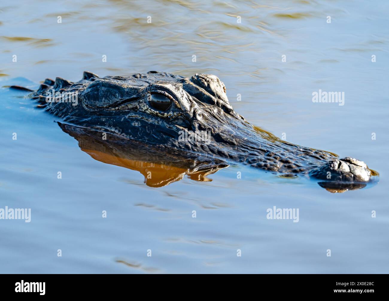 An American Alligator (Alligator mississippiensis) emerged from water. Texas, USA. Stock Photo