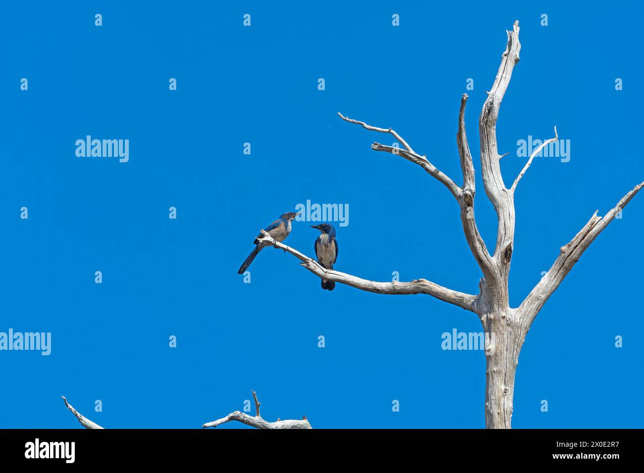 A pair of California Scrub Jays in a Tree in Cuyamaca Rancho State Park in California Stock Photo