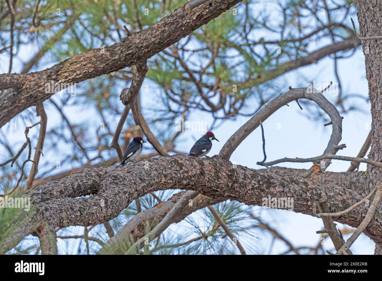 Pair of Acorn Woodpeckers on an Oak Tree in Cuyamaca Rancho State Park in California Stock Photo
