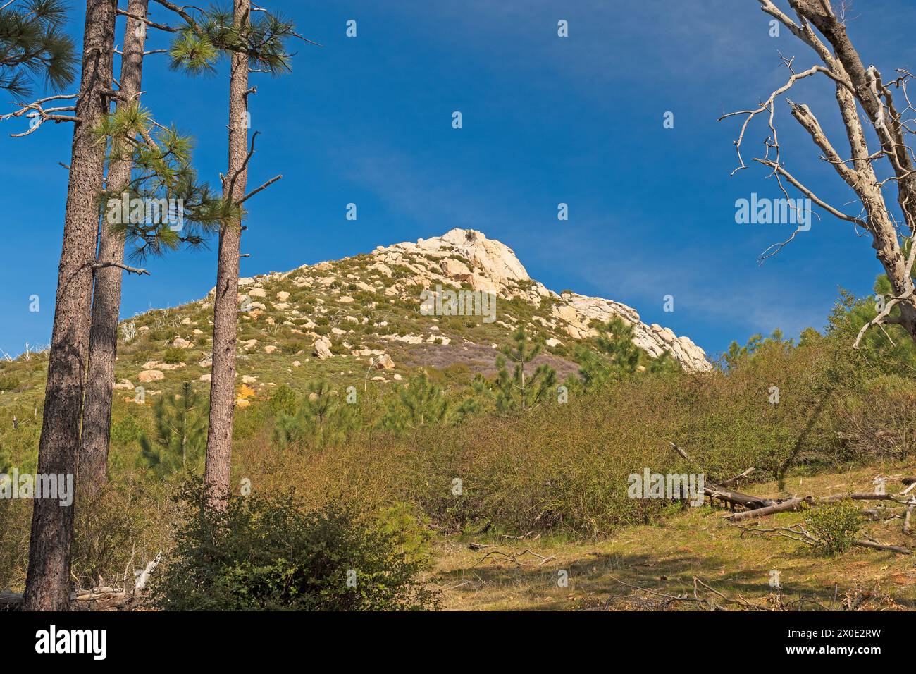 Stonewall Peak Framed by the Trees in Cuyamaca Racho State Park in California Stock Photo