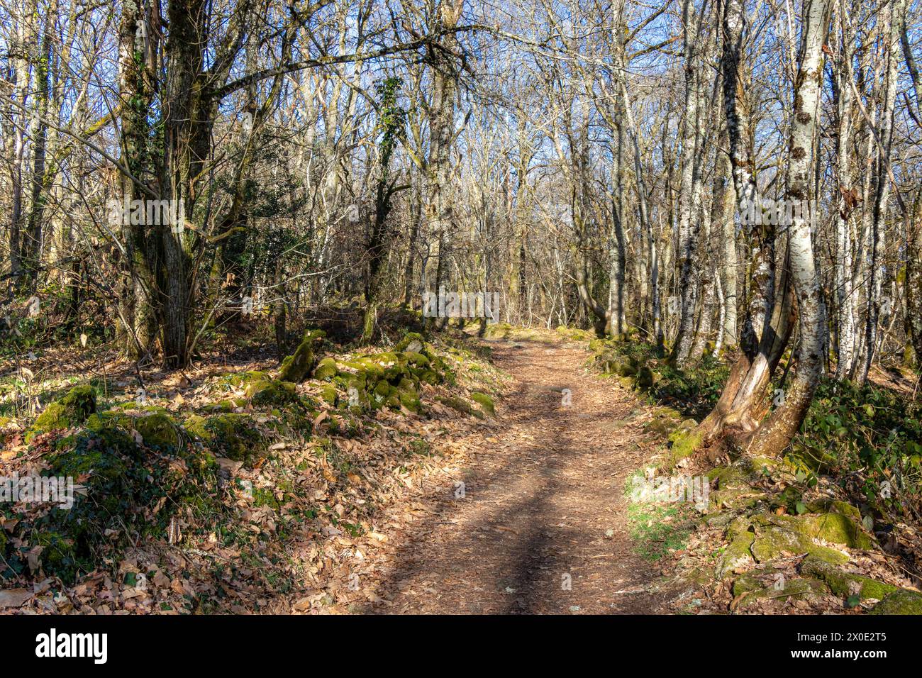 A stone pathway through the forest on a sunny, winter's day. Stock Photo