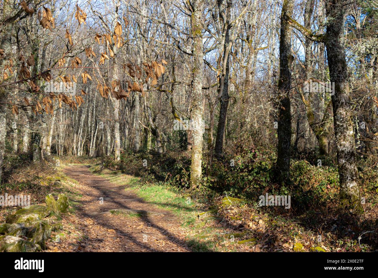A stone pathway through the forest on a sunny, winter's day. Stock Photo