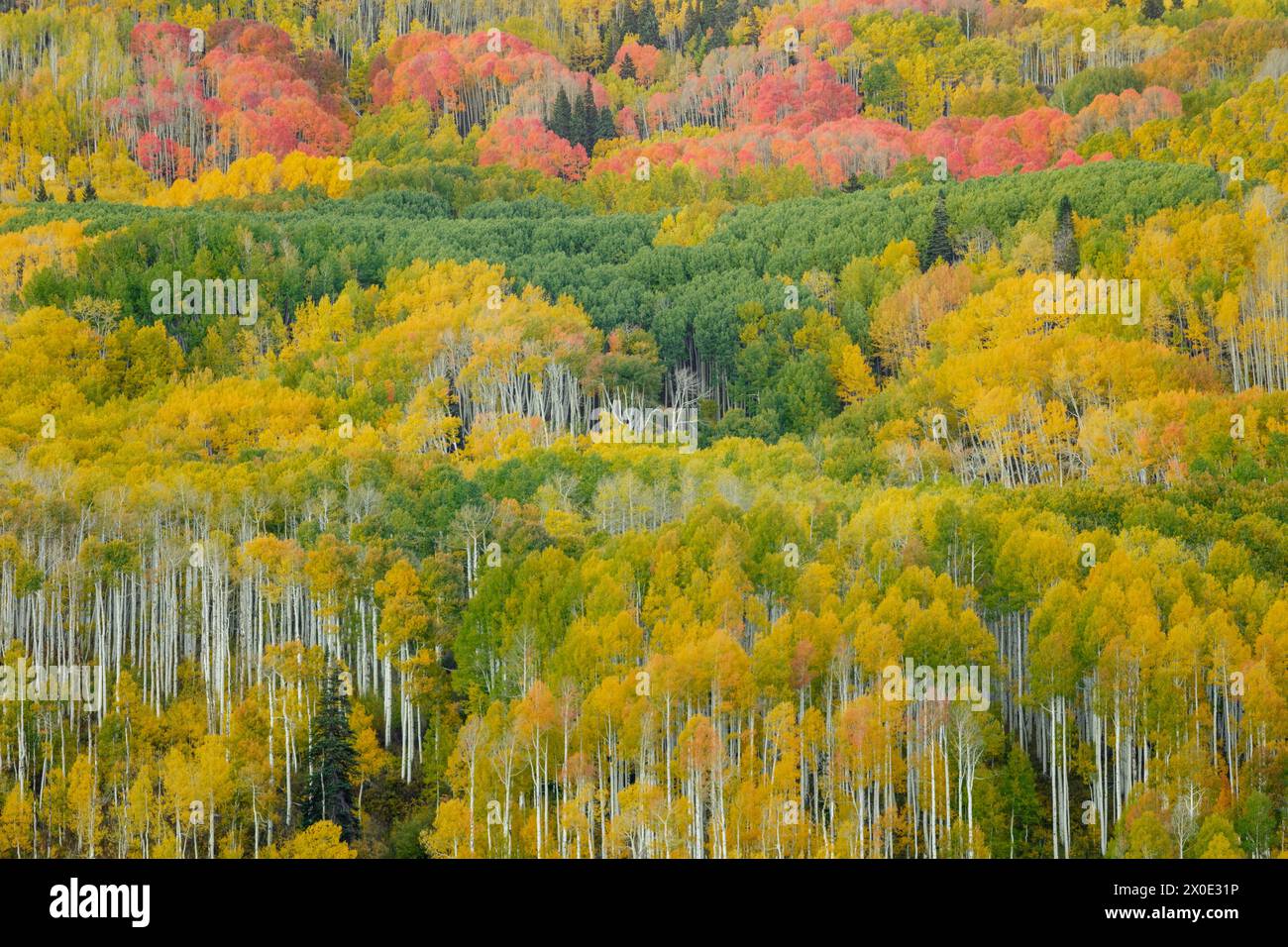 Autumn Rapture Stock Photo