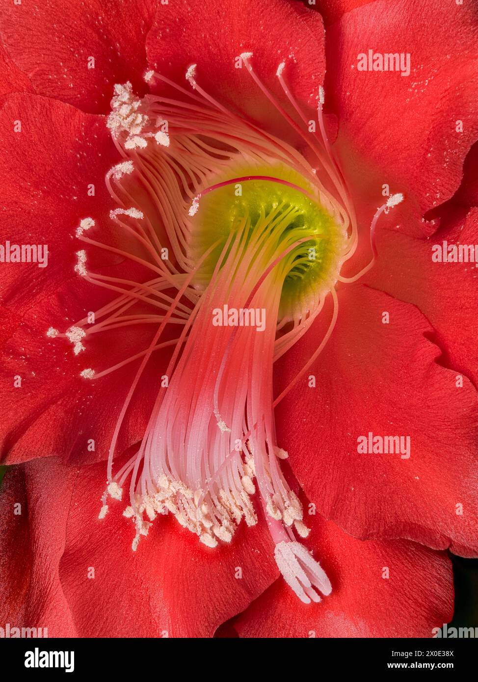 Rote Blte des Schwertkaktus, Blattkaktus, Orchideenkaktus Epiphyllum  Hybride, Staubgefe, Makrofoto, Studioaufnahme Deutschland *** Red flower  of the sword cactus, leaf cactus, orchid cactus Epiphyllum hybride,  stamens, macro photo, studio photo ...