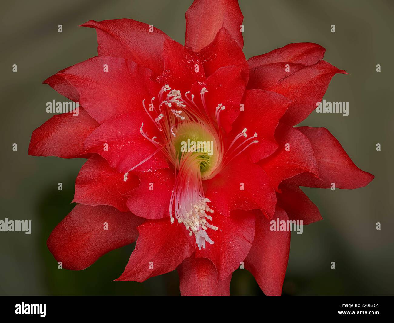 what is agave syrup made of Spicy Agave Nectar, 12.7 oz main image 0