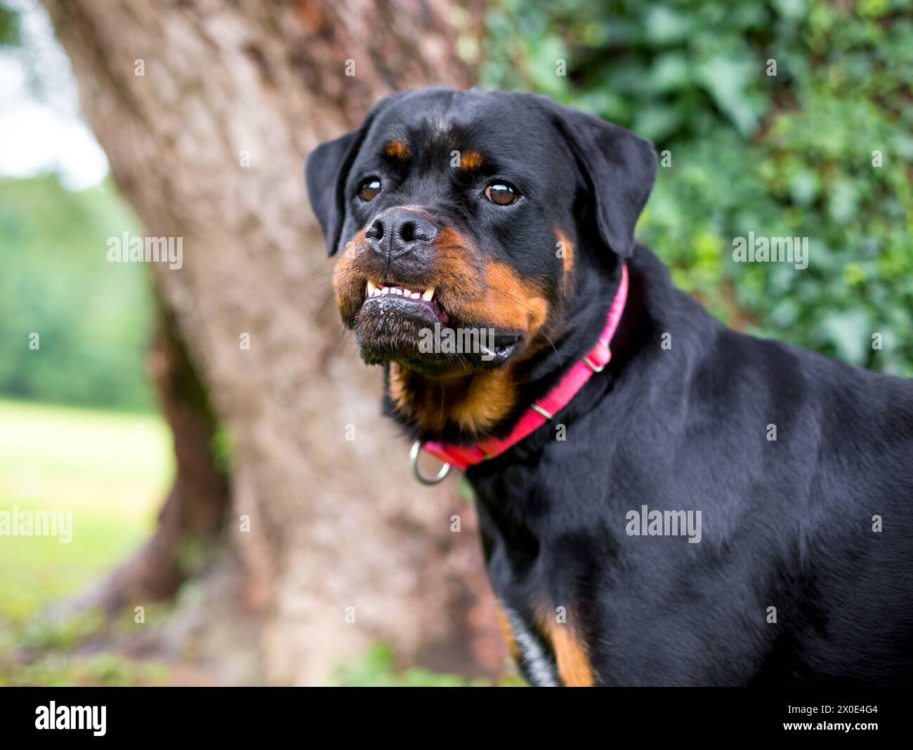 A purebred Rottweiler dog with an underbite and its lower teeth protruding Stock Photo