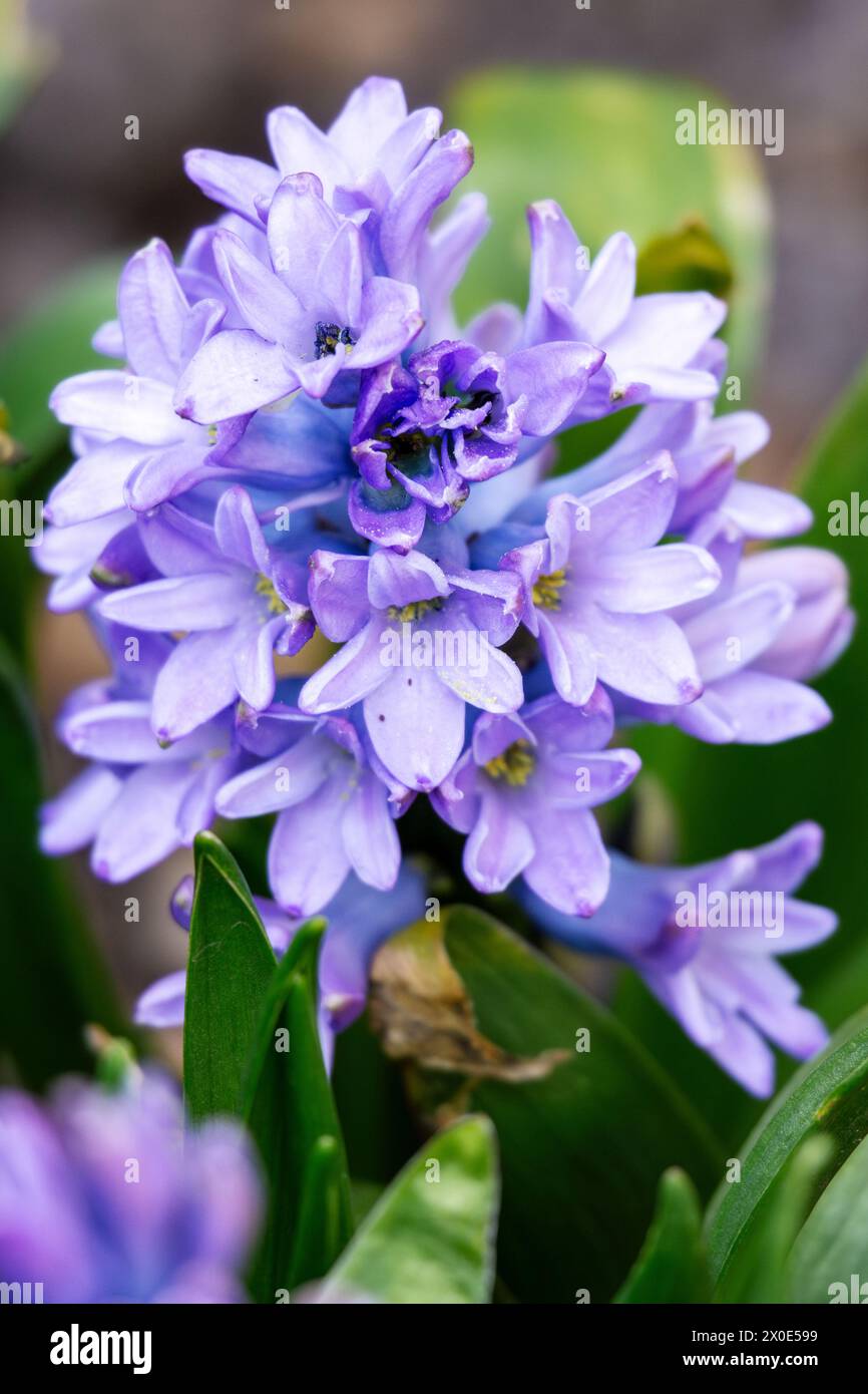 A purple hyacinth in the spring; grown in garden. Stock Photo