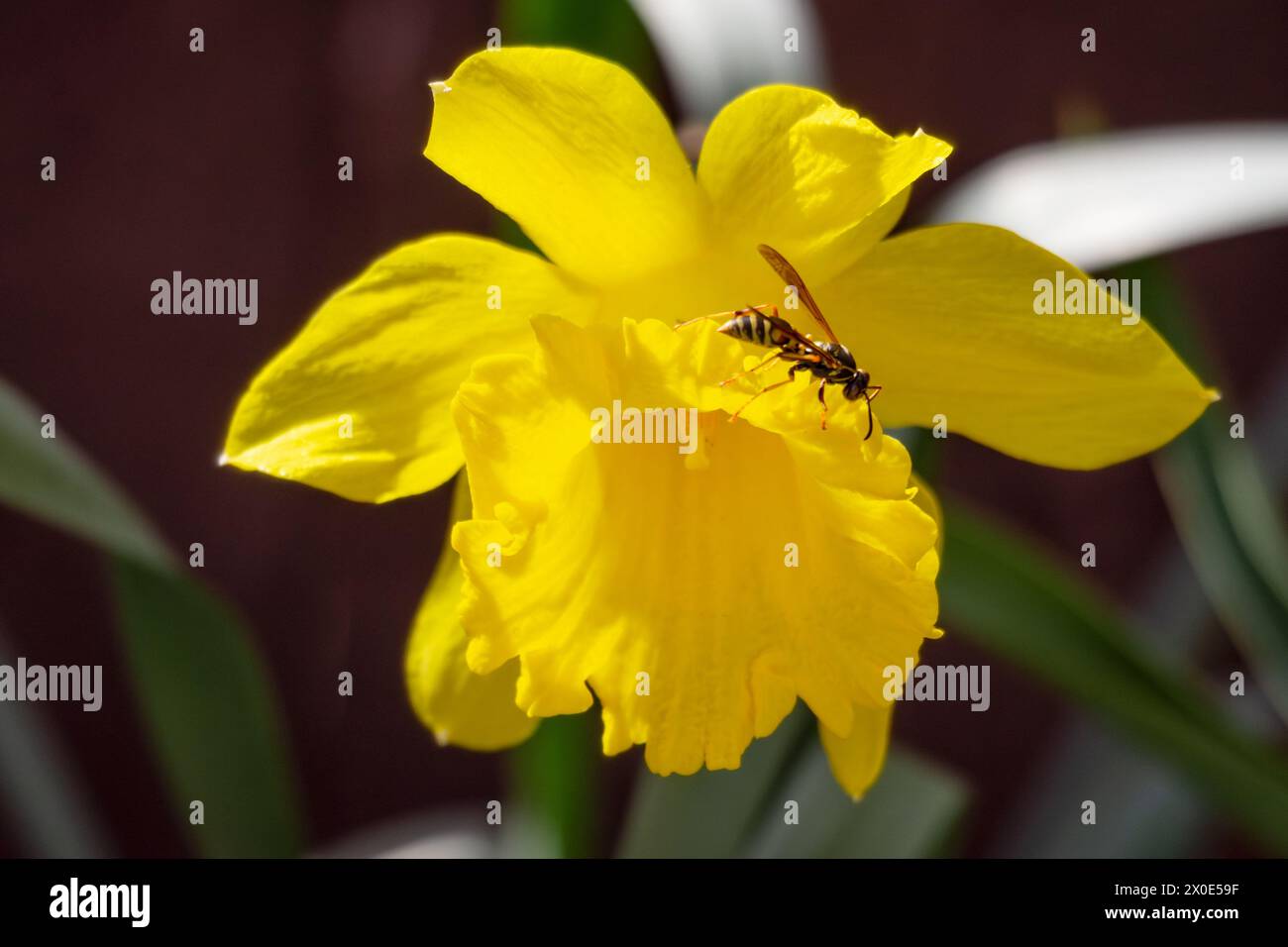 A wasp is out hunting for a meal on a daffodil during the warm spring afternoon. Stock Photo